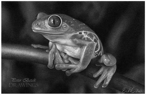 Realistic Frog Drawing