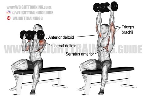 Arnold press exercise instructions and video | Weight Training Guide