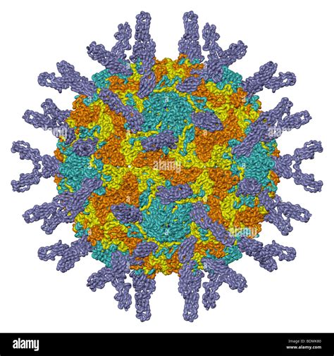 three-dimensional computer-generated model of the human rhinovirus 16 Stock Photo - Alamy