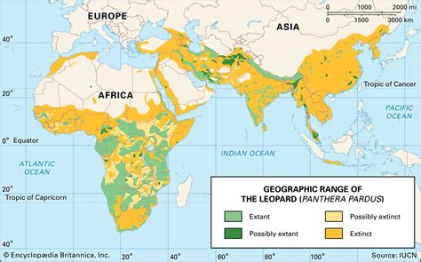 Leopard | Description, Habitat, & Facts | Britannica