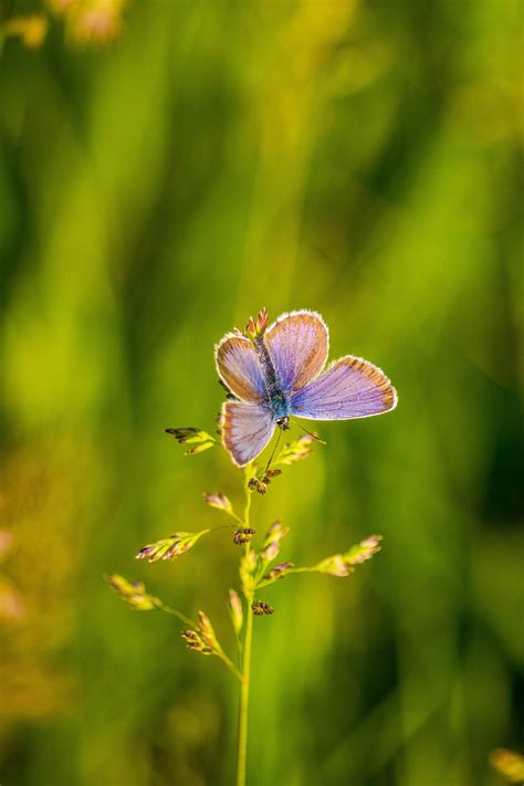 Butterfly Wings Insect - Free photo on Pixabay - Pixabay