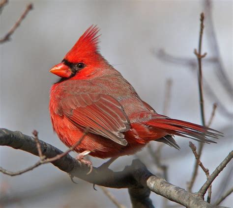 Northern Cardinal | Celebrate Urban Birds