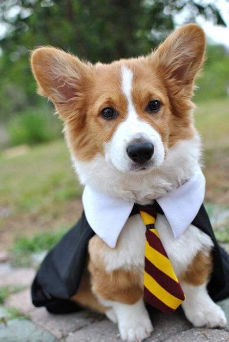 65 best Corgis in Costumes! images on Pinterest | Corgi, Corgis and ...