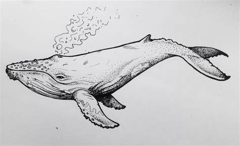 Whale tattoos, Whale drawing, Whale sketch