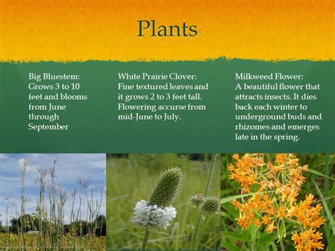 Grassland Biome Plants