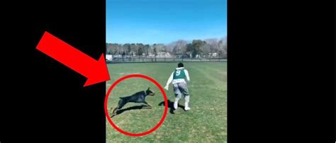 Dog Plays Football In Awesome Viral Video | The Daily Caller