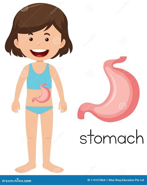 A Cartoon of Human Stomach stock vector. Illustration of belly - 119157864