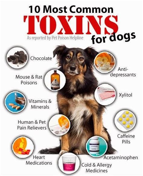 Dog Poisoning - Toxic Chemicals and Household Items - Dog Dwell