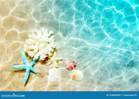 Starfish and Seashell on the Summer Beach in Sea Water. Summer Background. Summer Time. Stock ...