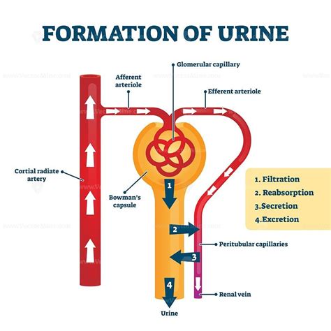 Formation of urine vector illustration