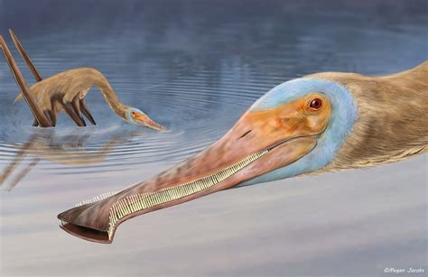 New pterosaur species with hundreds of tiny hooked teeth discovered