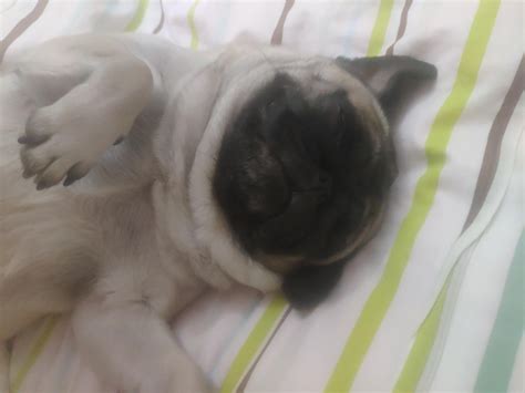 An Always Sleeping pug : r/pug