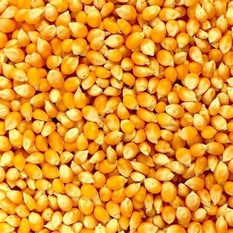 Dry Corn at Best Price in __CITY__, __STATE__ | Number Masking ...