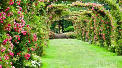 Rose Garden Wallpaper Desktops - WallpaperSafari