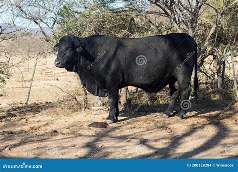 Black Bull Brangus in the Argentine Countryside Stock Photo - Image of ...