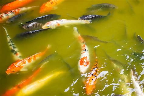 Premium Photo | Gold carp and other fish in the pond.