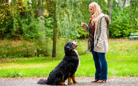 How To Train A Dog To Stop Barking - SpiritDog Training