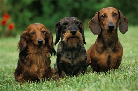 43+ Dachshund With Hair Pic - Bleumoonproductions