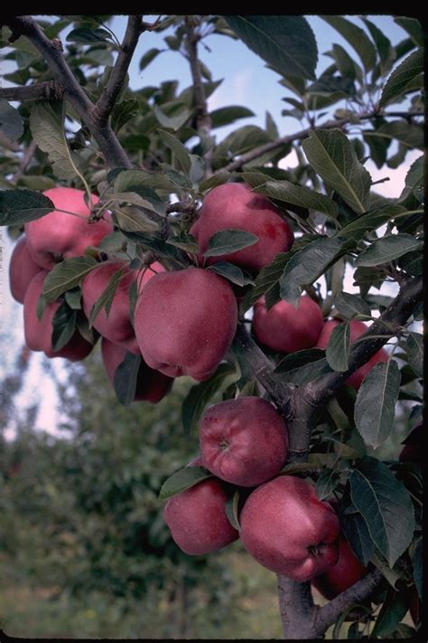 Arkansas Black Apple Trees - Bbw Ebony Shemales