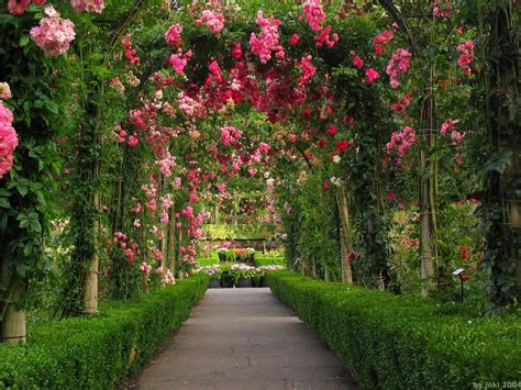 English Rose Garden Wallpapers - Top Free English Rose Garden Backgrounds - WallpaperAccess