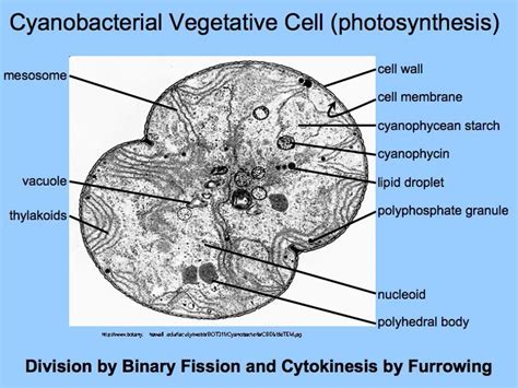 Cyanobacteria