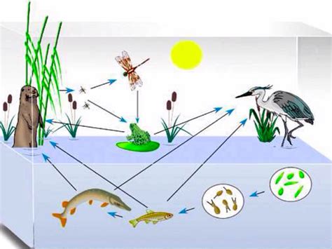 Freshwater Ecosystem Diagram