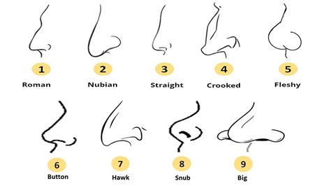 Personality Test Your Nose shape reveals these personality traits