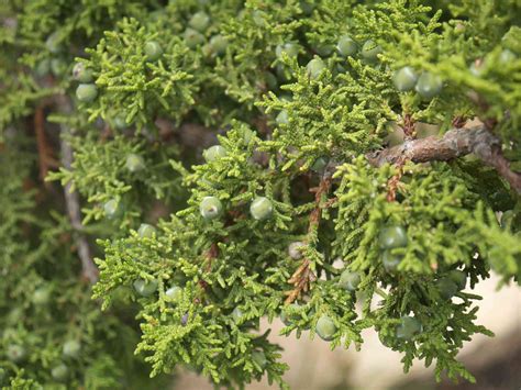 12 Types of Juniper in Native and Landscaped Habitats