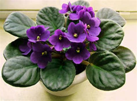 How to Grow African Violets as a Houseplant - Horticulture