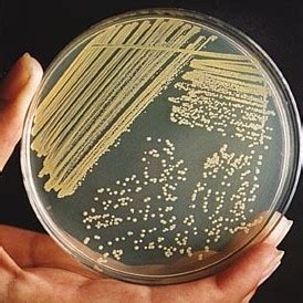 Interpreting Plates