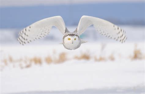 snowy owl in flight photo | One Big Photo