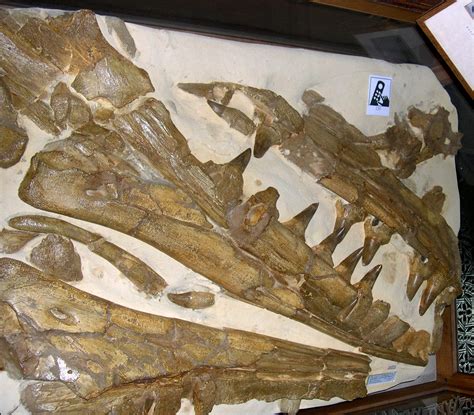 Anywhere in the UK where I can see a Mosasaur? - General Fossil Discussion - The Fossil Forum