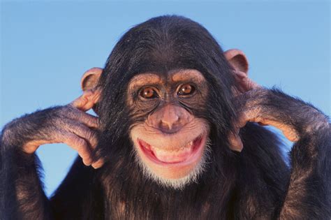 Funny Images Of Monkeys