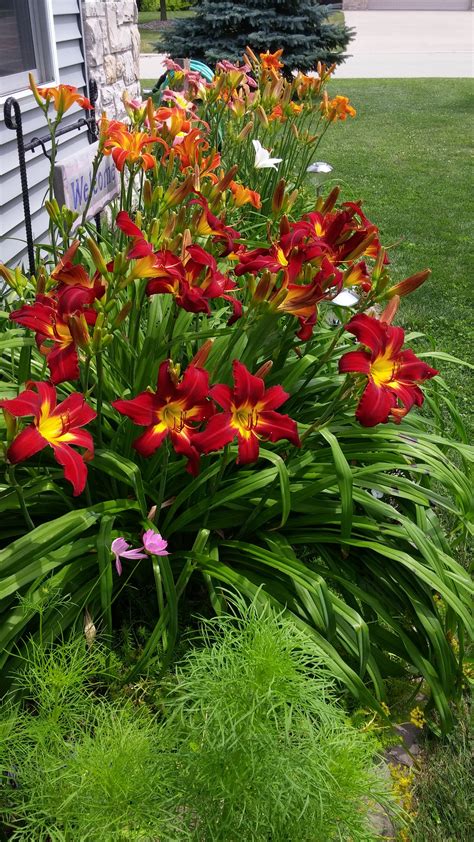 Outdoor Lighting & Exterior Light Fixtures: Daylilies In Garden Design