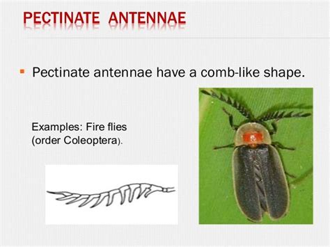 Insect antennae