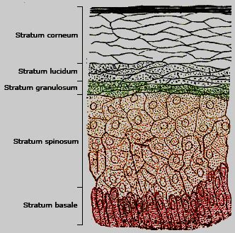 Stratum granulosum definition - Stratum granulosum layer function | the dynamic natural skin care