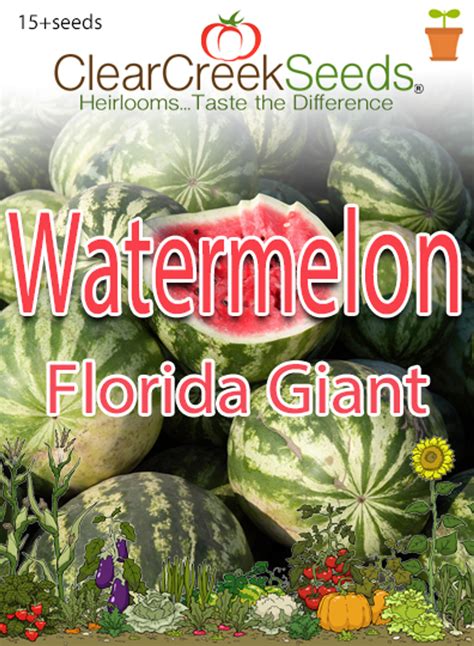 Watermelon – Florida Giant (15+ seeds) - Clear Creek Seeds