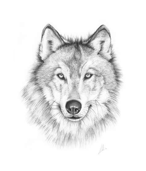 1000 Ideas About Wolf Drawing Easy On Pinterest Anime Wolf - 736x861 - jpeg | Wolf face drawing ...