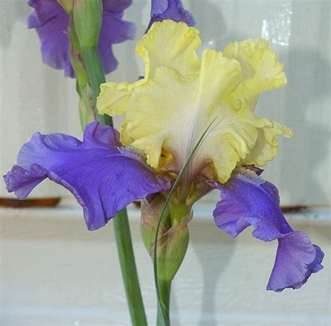 yellow Blue Iris picture.jpg