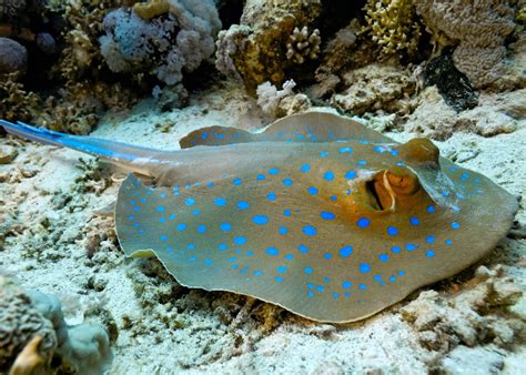 Marine Species: The Bluespotted Ribbontail Stingray • Scuba Diver Life