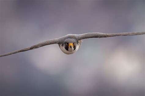 Peregrine Falcon Speed: How Fast Is A Peregrine Falcon?