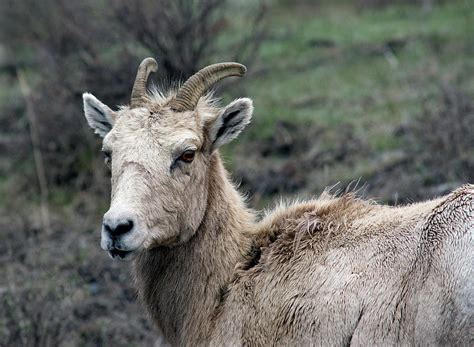 Female Bighorn Sheep Photograph by Rebecca Smith - Pixels