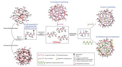 Crosslinked Chitosan Nanoparticles for Drug Delivery