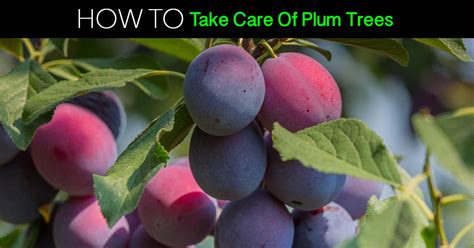 How To Take Care Of Plum Trees