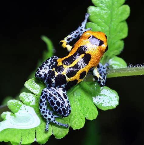 Most amazing colorful frogs that are not available to see everywhere. - The Day Collections