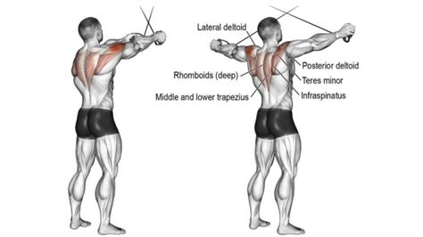 Rear Delt Cable Fly: How To Do, Muscles Worked, Tips