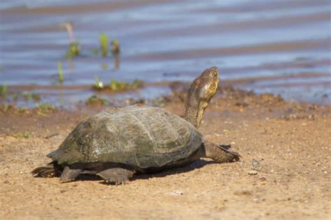 Beyond the Adorable Smile of the African Side-Necked Turtle