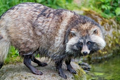 Information about Raccoon Dogs (Tanukis) as Pets