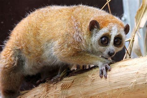 Pygmy Slow Lorises: Meet them at Zoo Leipzig!