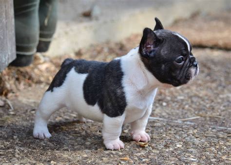 Miniature French Bulldog Ontario | French Bulldog